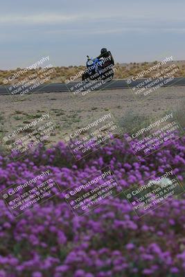 media/Jan-14-2023-SoCal Trackdays (Sat) [[497694156f]]/Turn 14 Exit Bloomig (145pm)/